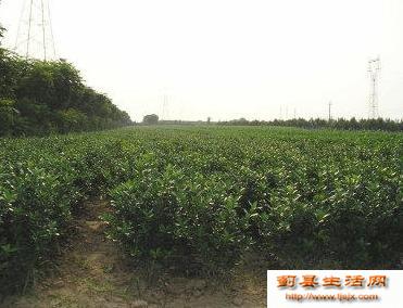 新移栽树根部发霉、腐朽或腐烂原因蓟县绿化苗木分析