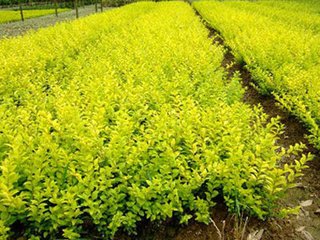 天津苗木基地‍带您了解重视移栽细节