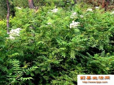 珍珠梅