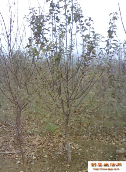 3-4公分苹果树